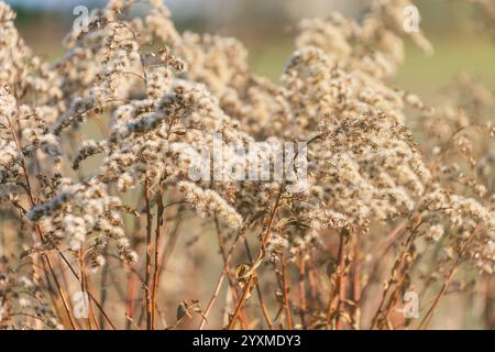 Fleurs séchées. Fond d'automne. Solidago gigantea. verge d'or haute, verge d'or géante. Banque D'Images