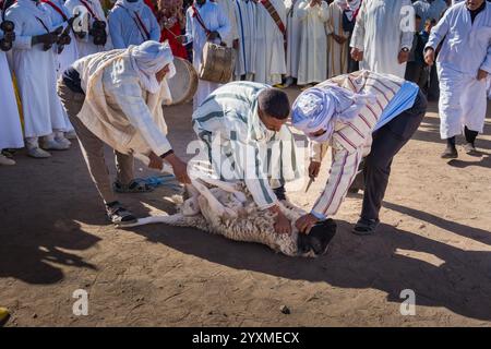 Merzouga, Maroc, 12, 6, 2023. Il y a un agneau à sacrifier suivant le rite traditionnel avec une signification symbolique et religieuse sur un B traditionnel Banque D'Images