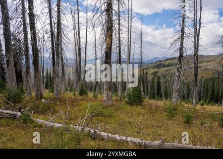 Regerneration après le feu de forêt de Howe Ridge en 2018, Fifty Mountain, Glacier National Park, Montana, États-Unis Banque D'Images