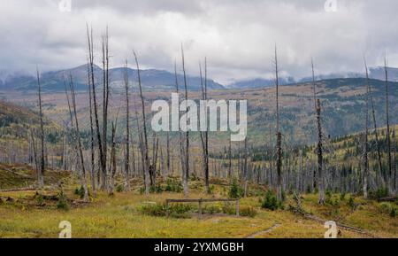 Regerneration après le feu de forêt de Howe Ridge en 2018, Fifty Mountain, Glacier National Park, Montana, États-Unis Banque D'Images