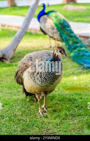 Un grand paon se dresse dans un champ herbeux. L'oiseau est entouré de quelques autres paons, dont l'un est plus petit que les autres. La scène est paisible Banque D'Images