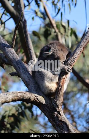 Koala endormi sur un arbre à la réserve de Koala, Phillip Island, près de Melbourne dans le Victoria, Australie. Banque D'Images