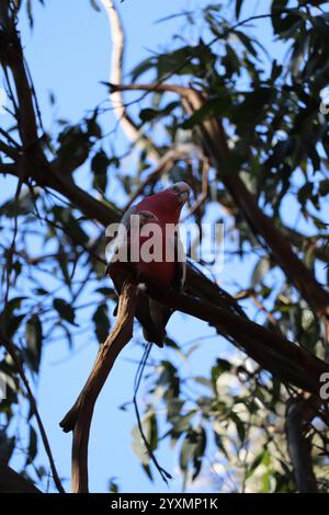 Jolie paire de perroquets. Galah (Rose-Breasted) Cockatoo. Réserve de koala, Phillip Island, près de Melbourne dans le Victoria, Australie. Banque D'Images