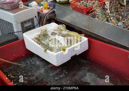 Crevettes fraîches Mantis sur glace au marché des fruits de mer, stand de nourriture de rue Banque D'Images