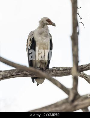 Un Vulture de palmiers perché sur un arbre Banque D'Images