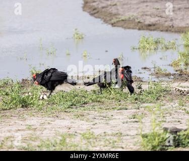 Trois Hornbill à la recherche de nourriture Banque D'Images