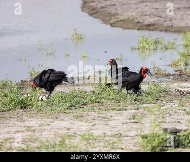 Trois Hornbill à la recherche de nourriture Banque D'Images