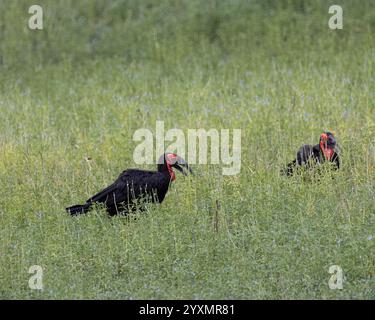 Deux Hornbill au sol à la recherche de nourriture Banque D'Images