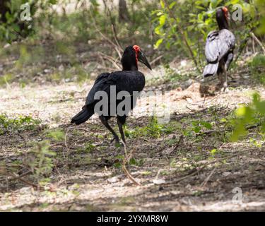 Deux Hornbill au sol à la recherche de nourriture Banque D'Images