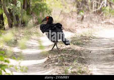 Un Hornbill de terre à la recherche de nourriture Banque D'Images