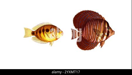 Fisch, Fische, liens : Gattung Falterfische, Falterfisch, Chaetodon maculatus, der gefleckte Klippfisch. rechts : Acanthurus velifer, der Segelträger, The Sail, Historisch, digital restaurierte Reproduktion von einer Vorlage aus dem 19. Jahrhundert, date du dossier non précisée Banque D'Images