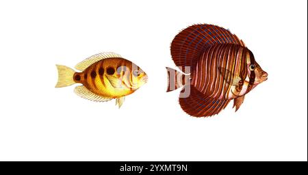 Fisch, Fische, liens : Gattung Falterfische, Falterfisch, Chaetodon maculatus, der gefleckte Klippfisch. rechts : Acanthurus velifer, der Segelträger, The Sail, Historisch, digital restaurierte Reproduktion von einer Vorlage aus dem 19. Jahrhundert, date du dossier non précisée Banque D'Images