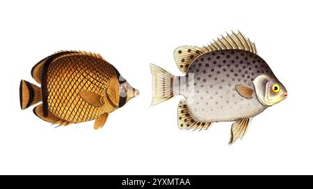 Fisch, Fische, liens : Gattung Falterfische, Falterfisch, Chaetodon vagabundus, der Schwärmer. rechts : Gattung Falterfische, Chaetodon argus, der indische Argus, Historisch, digital restaurierte Reproduktion von einer Vorlage aus dem 19. Jahrhundert, date du dossier non précisée Banque D'Images