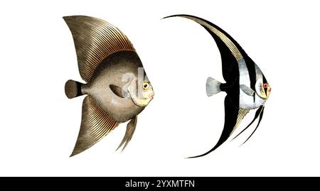 Fisch, Fische, liens : Gattung Falterfische, Falterfisch, Chaetodon vespertilio, der Breitflosser. rechts : Gattung Falterfische, Chaetodon teira, der Schwarzflosser, Historisch, digital restaurierte Reproduktion von einer Vorlage aus dem 19. Jahrhundert, date du dossier non précisée Banque D'Images