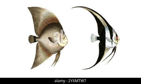 Fisch, Fische, liens : Gattung Falterfische, Falterfisch, Chaetodon Verspertilio, Breitflosser. rechts : Gattung Falterfische, Chaetodon teira, Schwarzflosser, Historisch, digital restaurierte Reproduktion von einer Vorlage aus dem 19. Jahrhundert, date du dossier non précisée Banque D'Images