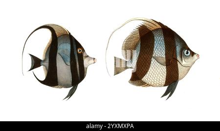 Fisch, Fische, liens : Gattung Falterfische, Falterfisch, Chaetodon cornutus, der Seereiher. rechts : Gattung Falterfische, Chaetodon macrolepidotus, großschuppiger Klippfisch, Historisch, digital restaurierte Reproduktion von einer Vorlage aus dem 19. Jahrhundert, date du dossier non précisée Banque D'Images