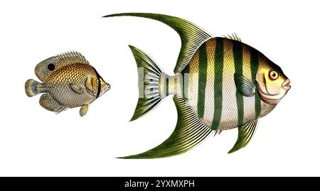 Fisch, Fische, liens Gattung Falterfische, Falterfisch, Chaetodon ocellatus, das Pfauenauge. rechts Gattung Falterfische, Chaetodon plümieri, der plümiersche Klippfisch , Historisch, digital restaurierte Reproduktion von einer Vorlage aus dem 19. Jahrhundert, date du dossier non précisée Banque D'Images