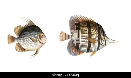 Fisch, Fische, liens : Gattung Falterfische, Falterfisch, Chaetodon orbis, Die Scheibe. rechts : Gattung Falterfische, Chaetodon rostratus, der Schnabelfisch, Historisch, digital restaurierte Reproduktion von einer Vorlage aus dem 19. Jahrhundert, date du dossier non précisée Banque D'Images