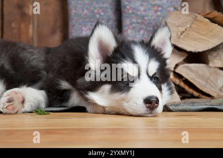 Chiot Husky sibérien de deux mois couché sur le sol Banque D'Images