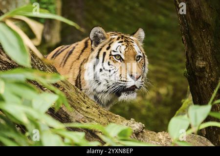 Tigre de Sibérie ou tigre de l'amour (Panthera tigris altaica) portrait, captif, habitat en Russie Banque D'Images