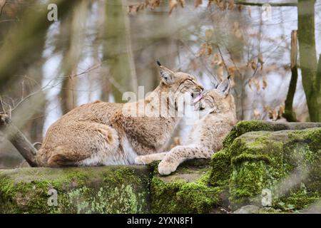 Lynx eurasien (lynx lynx) mère avec son jeune couché sur un rocher, Bavière, Allemagne, Europe Banque D'Images