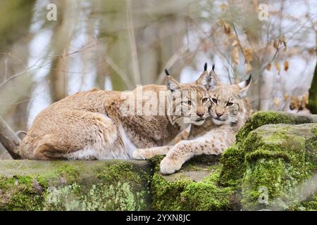 Lynx eurasien (lynx lynx) mère avec son jeune couché sur un rocher, Bavière, Allemagne, Europe Banque D'Images