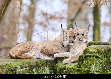 Lynx eurasien (lynx lynx) mère avec son jeune couché sur un rocher, Bavière, Allemagne, Europe Banque D'Images