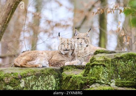 Lynx eurasien (lynx lynx) mère avec son jeune couché sur un rocher, Bavière, Allemagne, Europe Banque D'Images