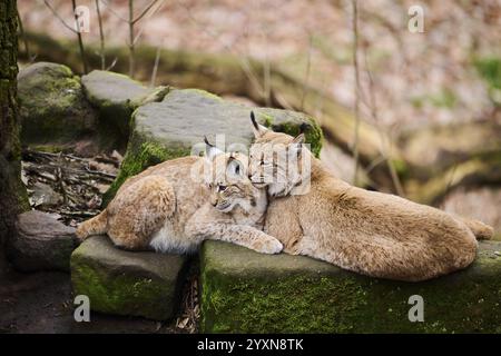 Lynx eurasien (lynx lynx) mère avec son jeune couché sur un rocher, Bavière, Allemagne, Europe Banque D'Images