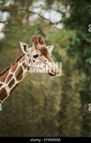 Girafe réticulée (Giraffa camelopardalis reticulata), portrait, captive, Allemagne, Europe Banque D'Images