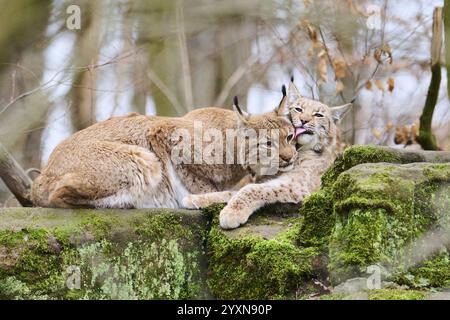 Lynx eurasien (lynx lynx) mère avec son jeune couché sur un rocher, Bavière, Allemagne, Europe Banque D'Images