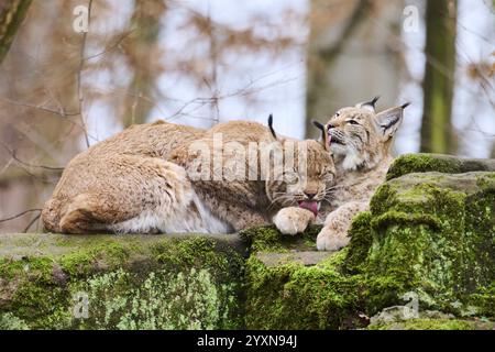 Lynx eurasien (lynx lynx) mère avec son jeune couché sur un rocher, Bavière, Allemagne, Europe Banque D'Images