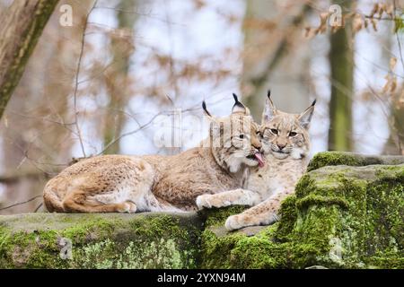 Lynx eurasien (lynx lynx) mère avec son jeune couché sur un rocher, Bavière, Allemagne, Europe Banque D'Images