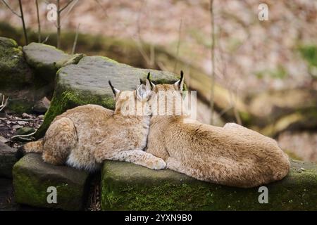 Lynx eurasien (lynx lynx) mère avec son jeune couché sur un rocher, Bavière, Allemagne, Europe Banque D'Images