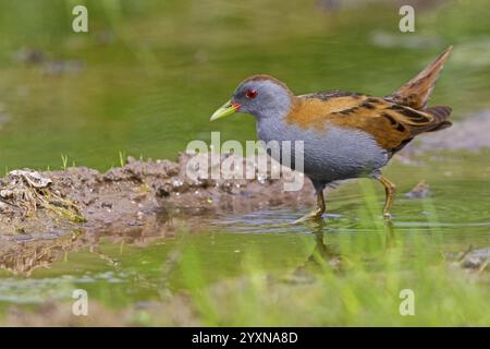 Little Crake, Little Crake, Small Crake, (Porzana parva), biotope, habitat, alimentation, famille de râles, sauvagine, oiseaux aquatiques Lesvos, Grèce, Europe Banque D'Images