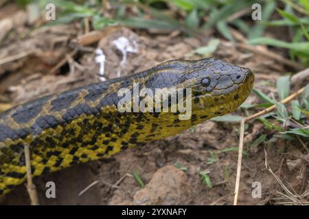 Anaconda jaune (Eunectes notaeus), également connu sous le nom d'anaconda du Paraguay ou anaconda du sud, boa (Boidae), serpent constricteur, portrait d'animaux, Pantanal, Banque D'Images