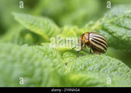 Reproduction des coléoptères de la pomme de terre du colorado dans les feuilles de pomme de terre. Coléoptère du Colorado, parasite de la pomme de terre.Gros plan coléoptère de la pomme de terre du colorado, decemlineata, pommes de terre par Banque D'Images