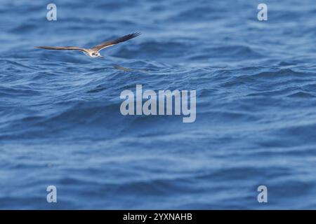 Animaux, oiseaux, sterne, sterne bridée, (Onychoprion anaethetus Syn : STERNA anaethetus), famille de sternes, oiseau migrateur, recherche de nourriture au-dessus de la mer, vol ph Banque D'Images