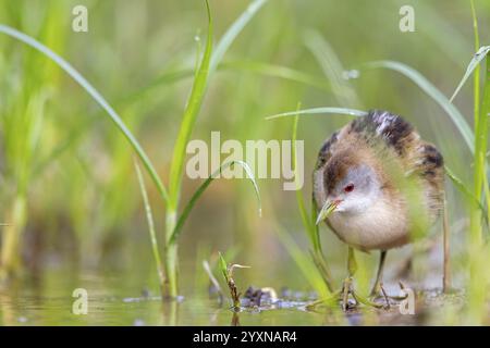 Little Crake, Little Crake, Small Crake, (Porzana parva), biotope, habitat, alimentation, famille de râles, sauvagine, oiseaux aquatiques Lesvos, Grèce, Europe Banque D'Images