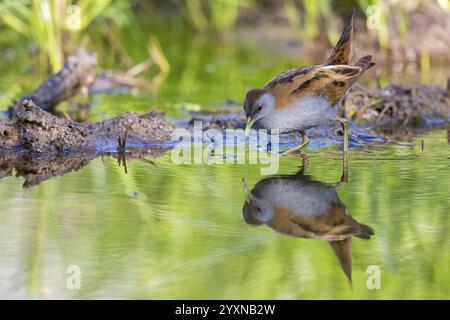 Little Crake, Little Crake, Small Crake, (Porzana parva), biotope, habitat, alimentation, famille de râles, sauvagine, oiseaux aquatiques Lesvos, Grèce, Europe Banque D'Images