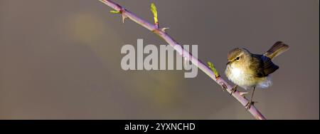 Chiffchaff, (Phylloscopus collybita), (Phylloscopus collybitus), Paruline, oiseau chanteur, perche, biotope, habitat, vallée de Nahe au repos, Rhénanie-Pal Banque D'Images