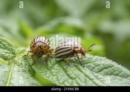 Reproduction des coléoptères de la pomme de terre du colorado dans les feuilles de pomme de terre. Coléoptère du Colorado, parasite de la pomme de terre.Gros plan coléoptère de la pomme de terre du colorado, decemlineata, pommes de terre par Banque D'Images