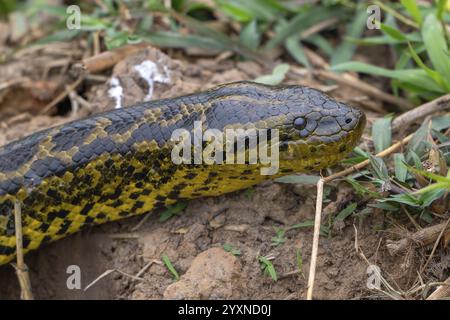 Anaconda jaune (Eunectes notaeus), également connu sous le nom d'anaconda du Paraguay ou anaconda du sud, boa (Boidae), serpent constricteur, portrait d'animaux, Pantanal, Banque D'Images