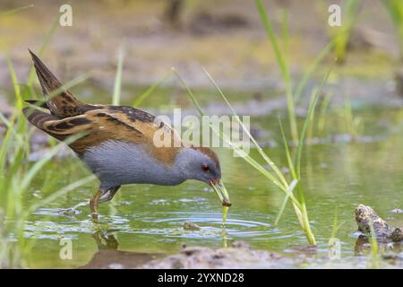 Little Crake, Little Crake, Small Crake, (Porzana parva), biotope, habitat, alimentation, famille de râles, sauvagine, oiseaux aquatiques Lesvos, Grèce, Europe Banque D'Images