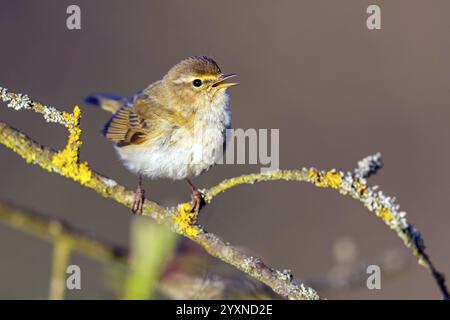 Chiffchaff, (Phylloscopus collybita), (Phylloscopus collybitus), Paruline, oiseau chanteur, perche, biotope, habitat, vallée de Nahe au repos, Rhénanie-Pal Banque D'Images