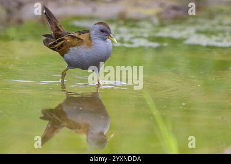 Little Crake, Little Crake, Small Crake, (Porzana parva), biotope, habitat, alimentation, famille de râles, sauvagine, oiseaux aquatiques Lesvos, Grèce, Europe Banque D'Images