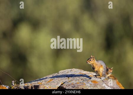 Écureuil caucasien, (Sciurus anomus), animal, animaux, mammifère, mammifères, biotope, habitat, alimentation, rongeur, rongeurs, genre. Des écureuils Lesbos, GRE Banque D'Images