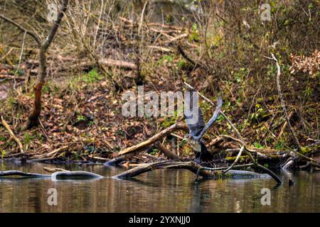 Un cormoran dans les zones humides Banque D'Images