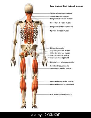 Rendu 3D des muscles intrinsèques masculins du dos, avec étiquettes. Banque D'Images