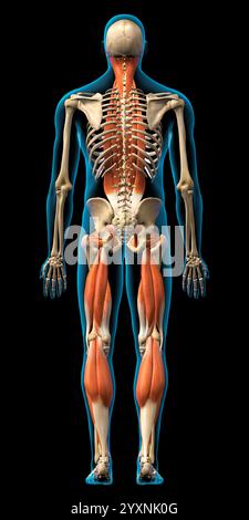 Rendu 3D des muscles intrinsèques masculins du dos sur fond noir. Banque D'Images
